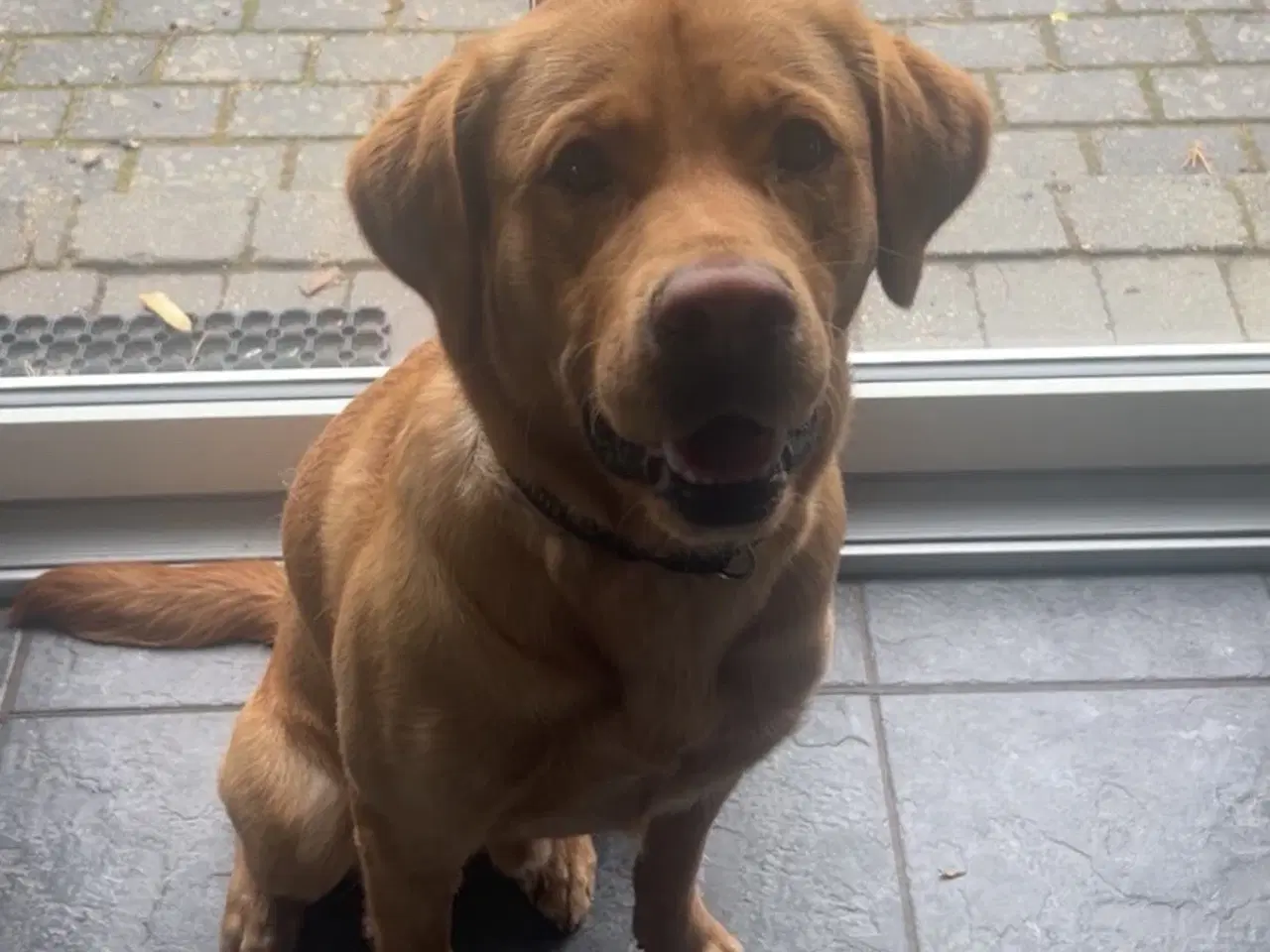 Billede 3 - Bl. Labrador søger ny Familie