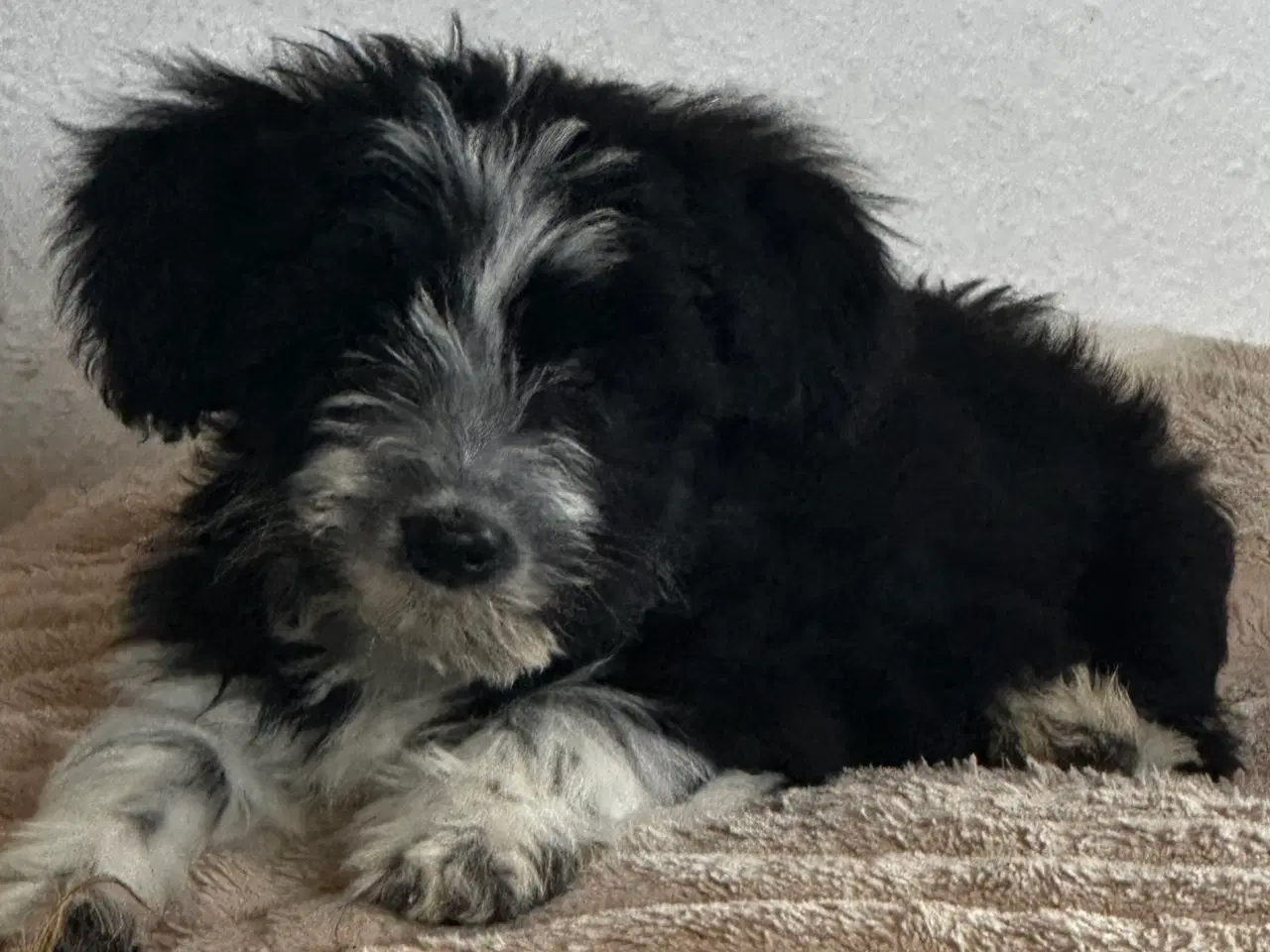 Billede 5 - Psykisk servicehund