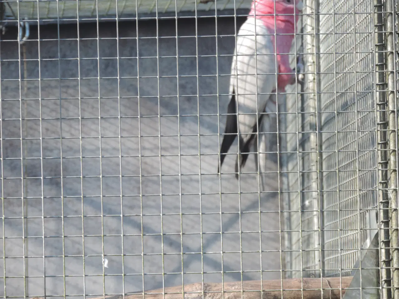 Billede 1 - Rosa Kakadu sælges