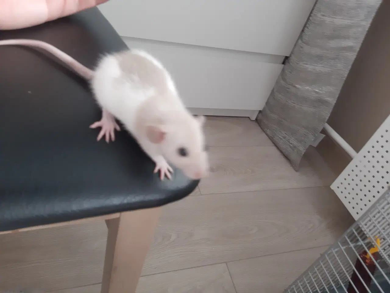 Billede 4 - Tamrotte fra kærlig hobbyopdræt 🐭✨