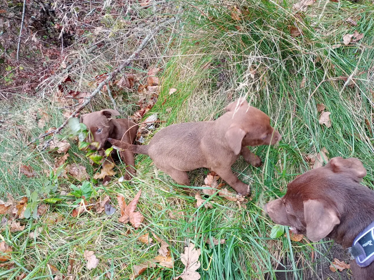 Billede 6 - Patterdale Terrier hvalpe 