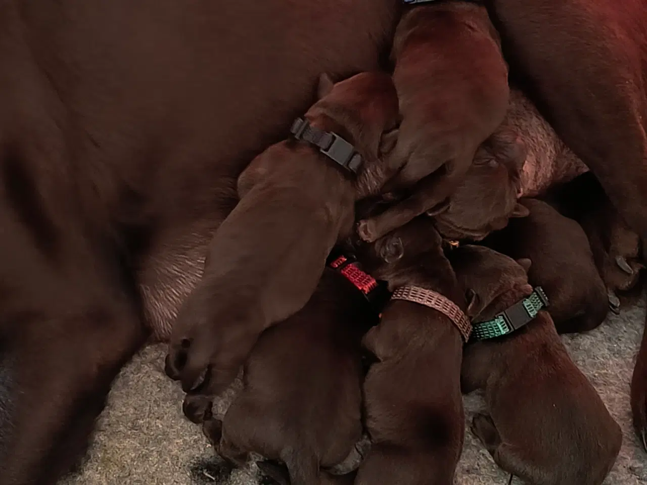 Billede 1 - Gammeldags Brun labrador hvalp