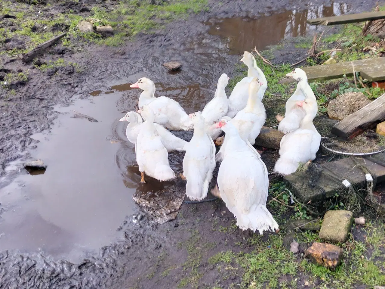 Billede 1 - moskus ællinger