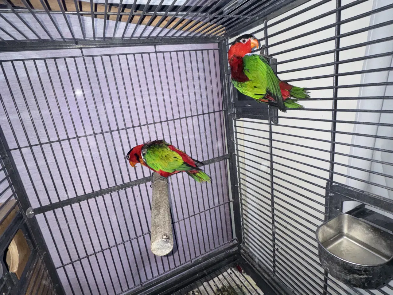 Billede 1 - mange lorier med grønne skuldre og sorte hoveder