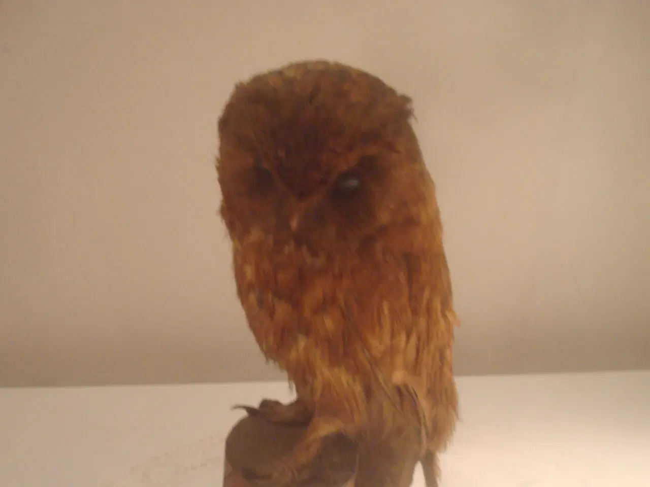 Billede 1 - UGLE, ret stor, flot farve - utrolig skønt udtryk 