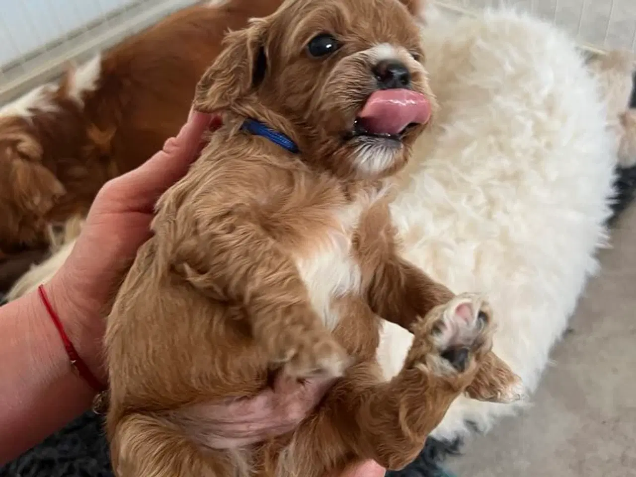 Billede 11 - Cavapoo F1