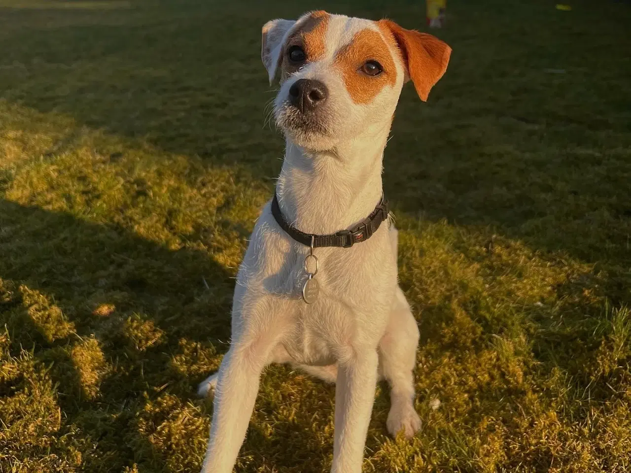 Billede 8 - Jack Russell Terrier hvalpe