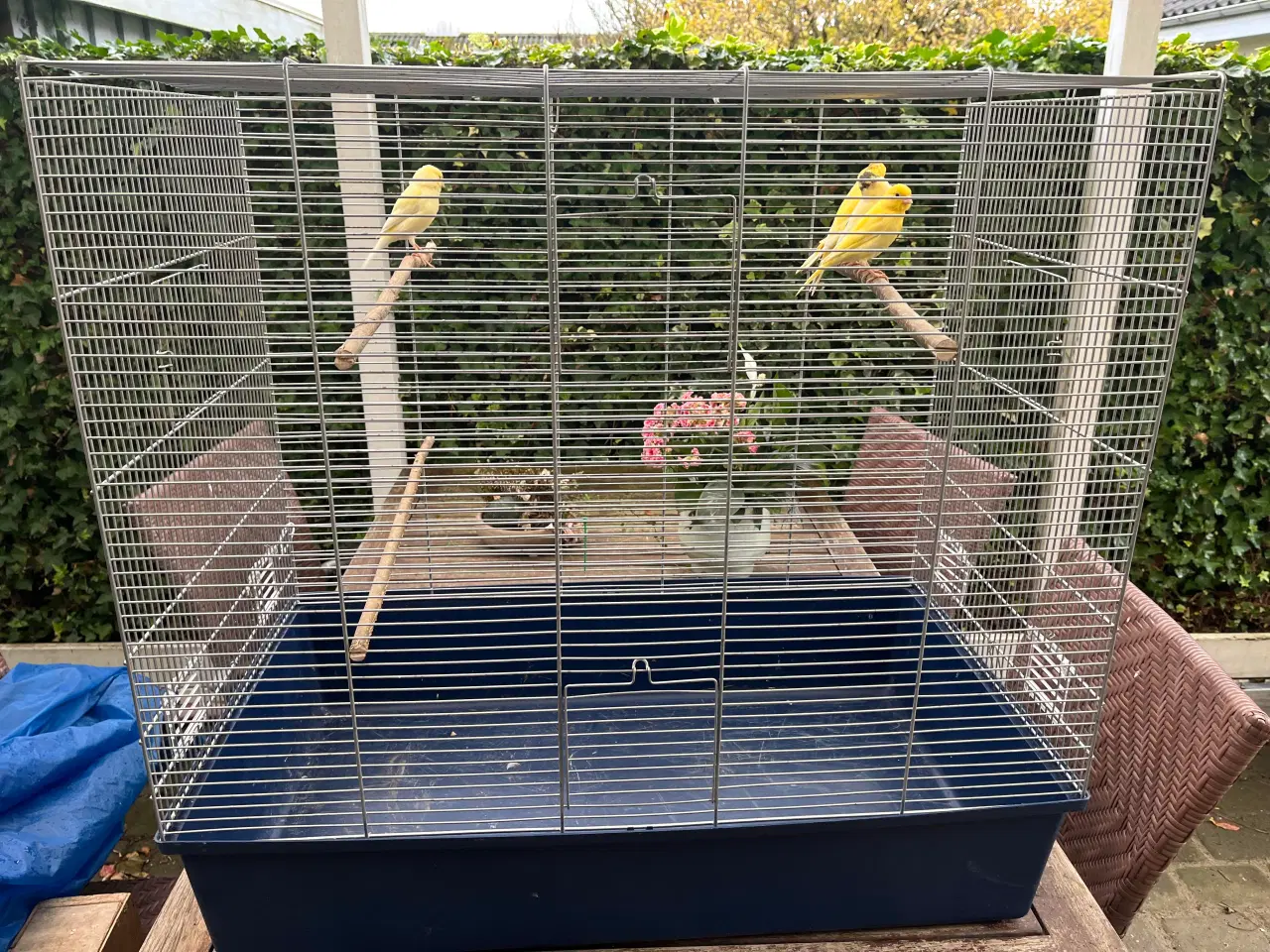 Billede 1 - Kanariefugle