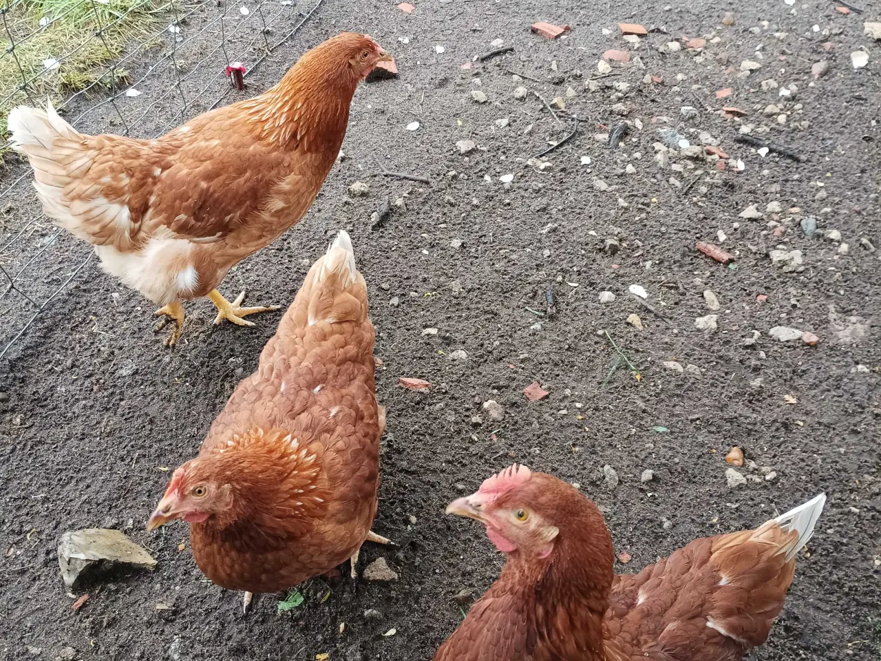 Billede 1 - Gode ægge lægger røde amerikaner på 28 uge