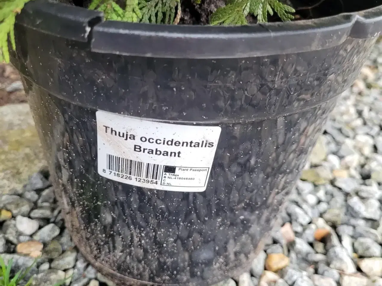 Billede 3 - Thuja 3 stk.