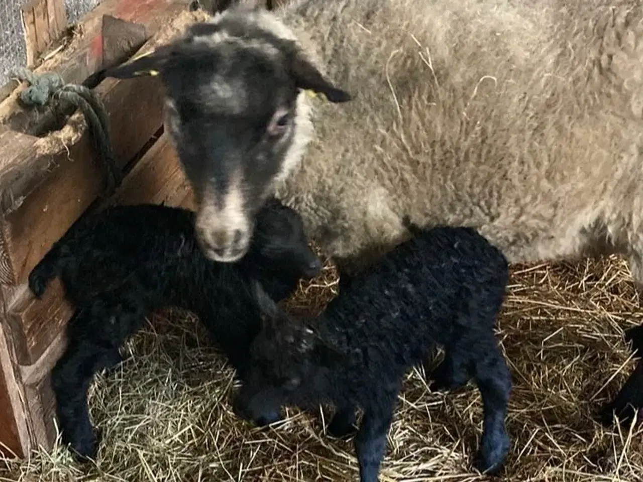 Billede 1 - To gimmer lam Spælsau