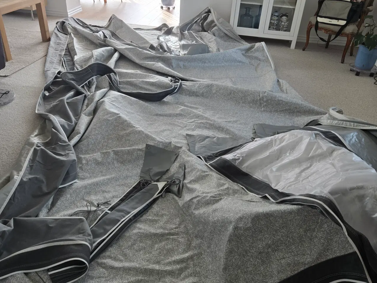 Billede 5 - Isabella commondore seed A925 G16