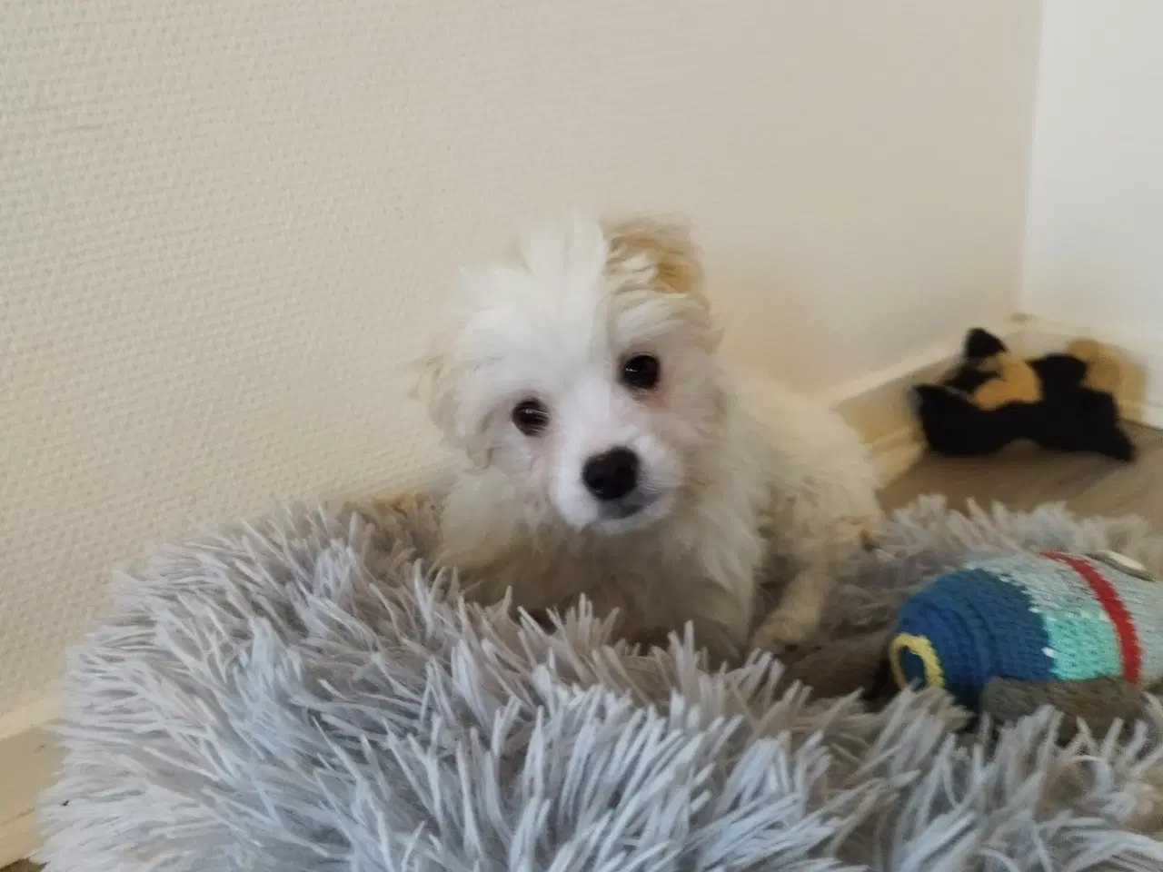 Billede 1 - Coton de Tulear/malteser 