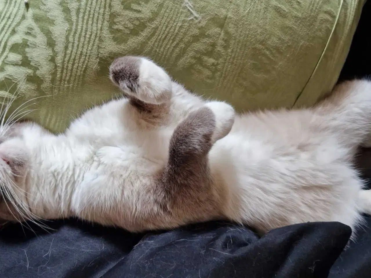 Billede 12 - Ragdoll / Hellig Birma / blanding