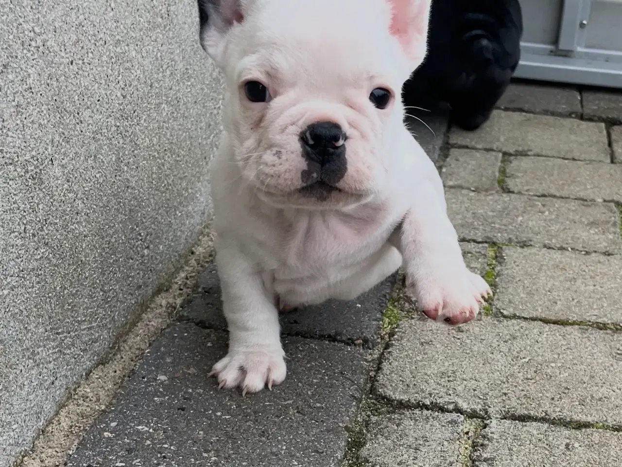 Billede 4 - Fransk bulldog hvalp med stamtavle