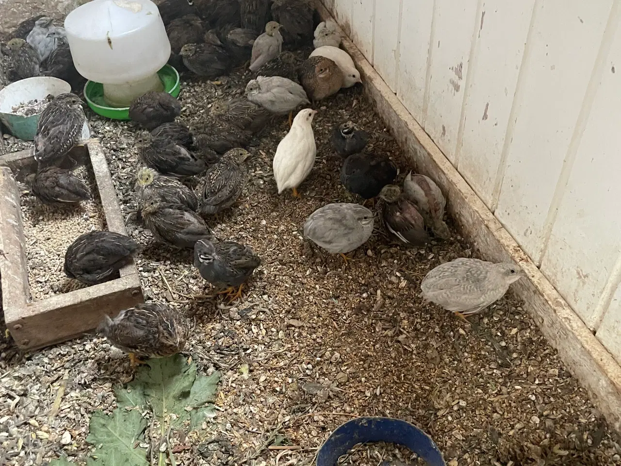 Billede 2 - Kinesiske dværgvagtler 