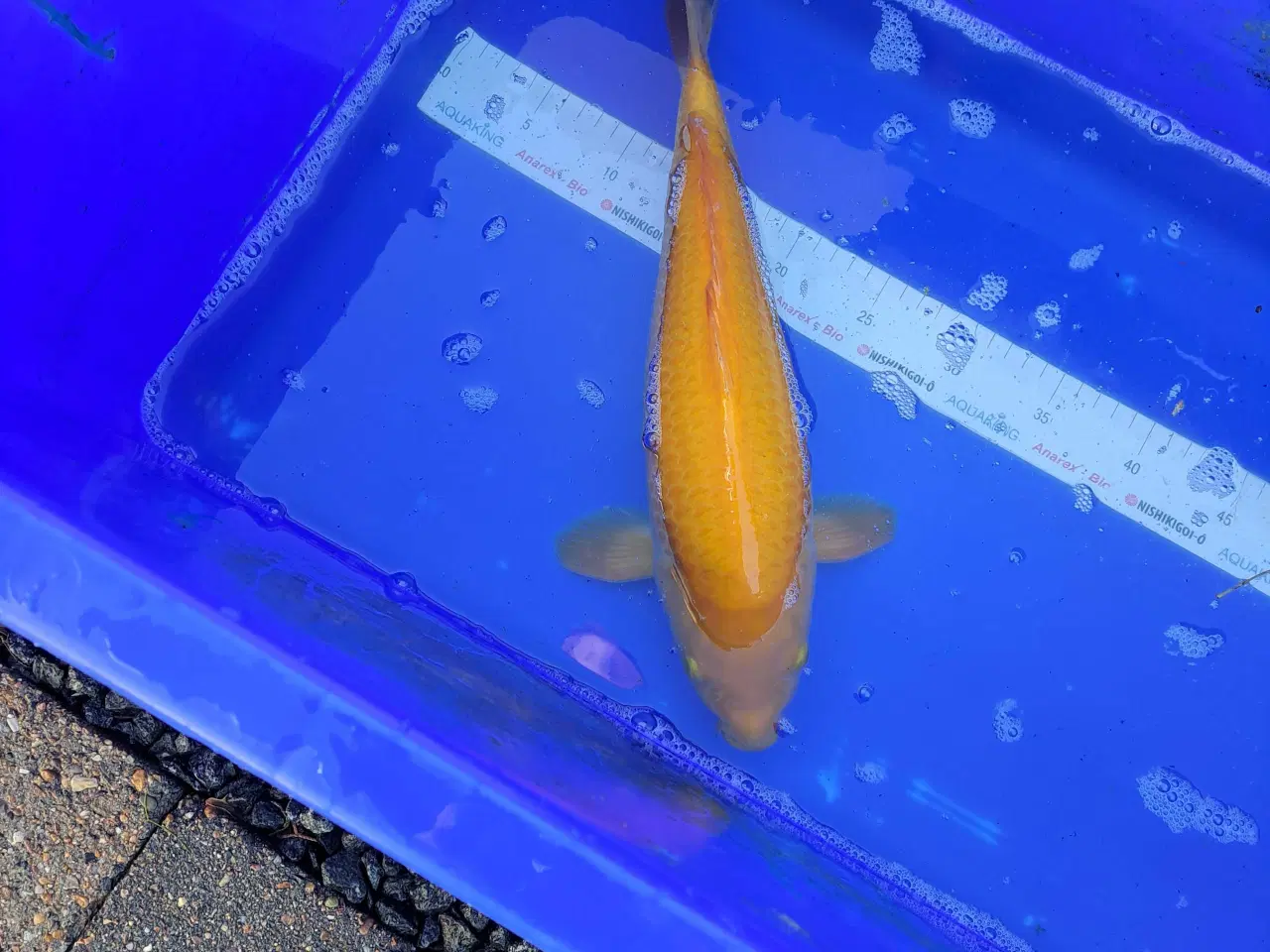 Billede 6 - Koikarper 