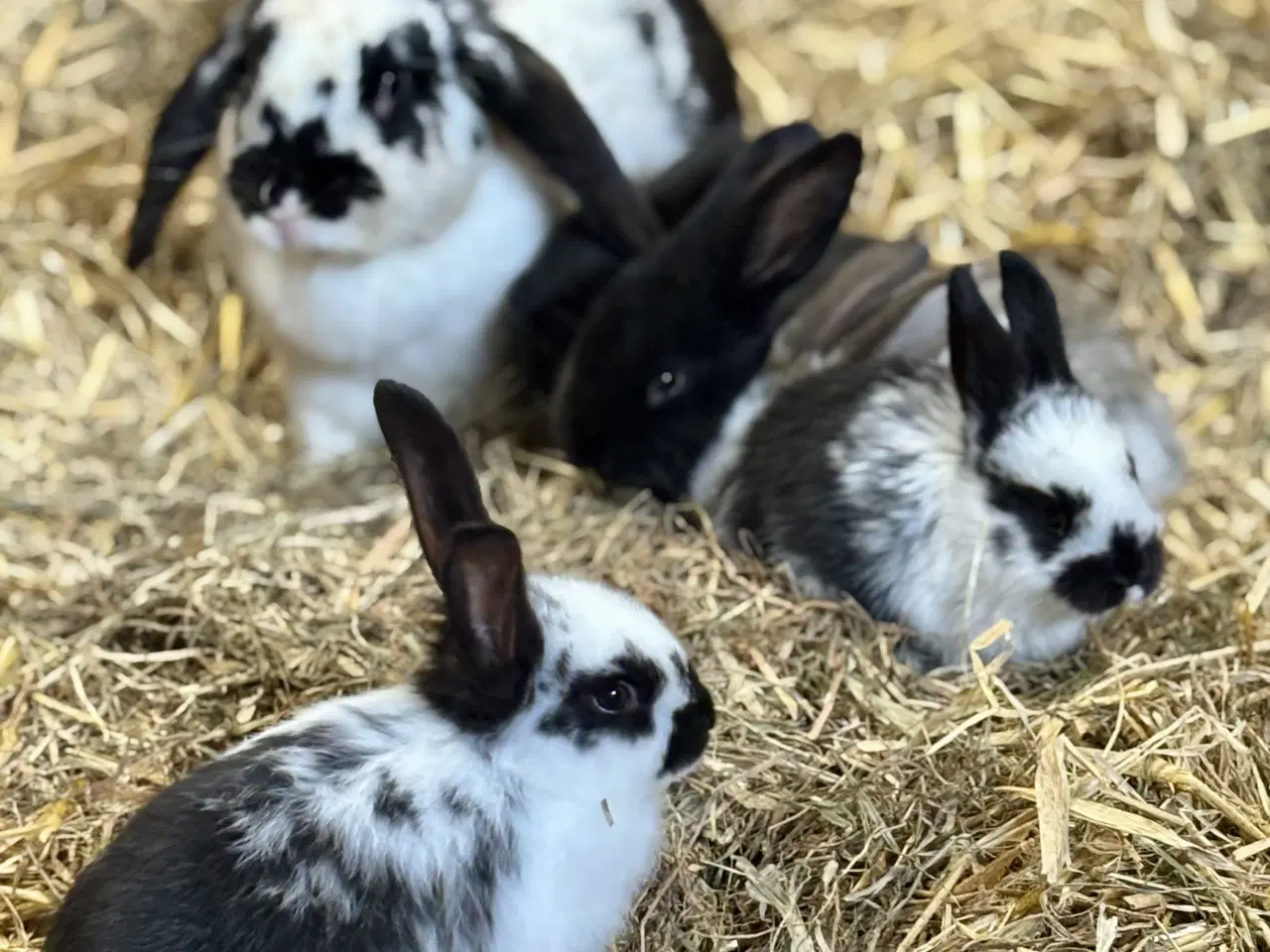 Billede 1 - 11 søde kaninunger af store racer