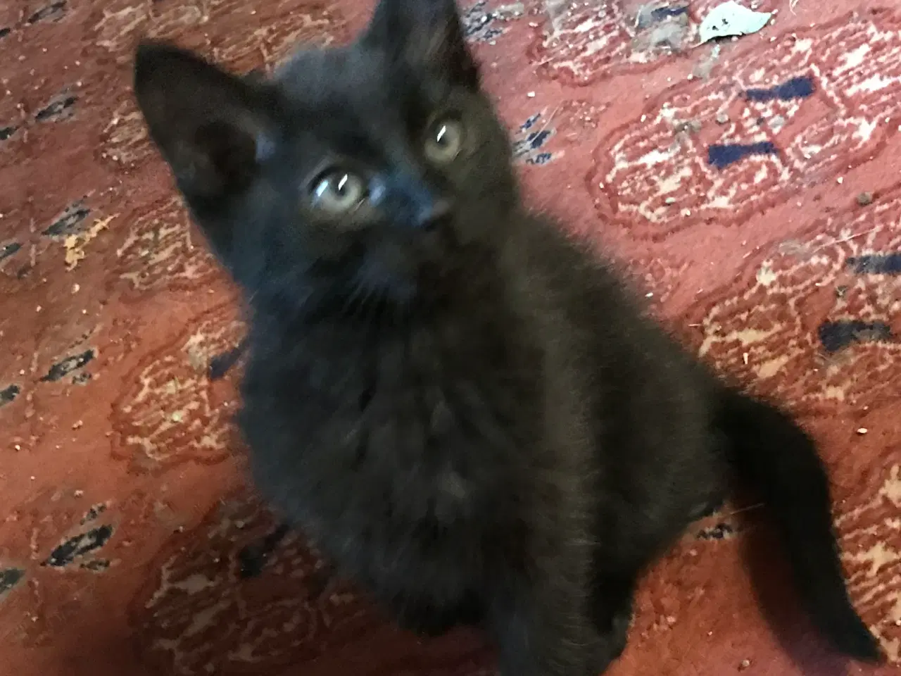 Billede 2 - Lækker han