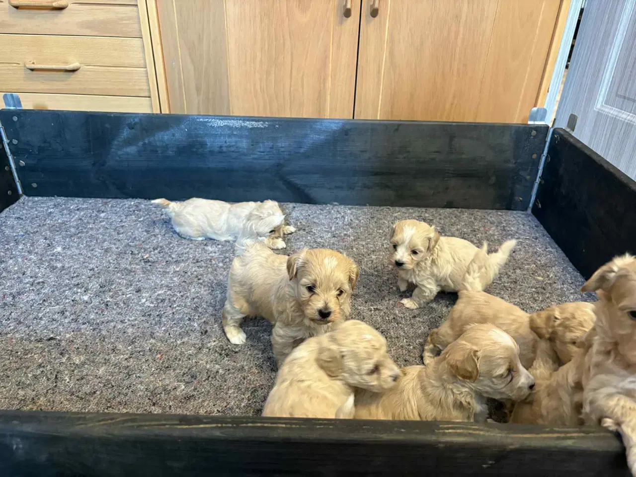 Billede 6 - Maltipoo