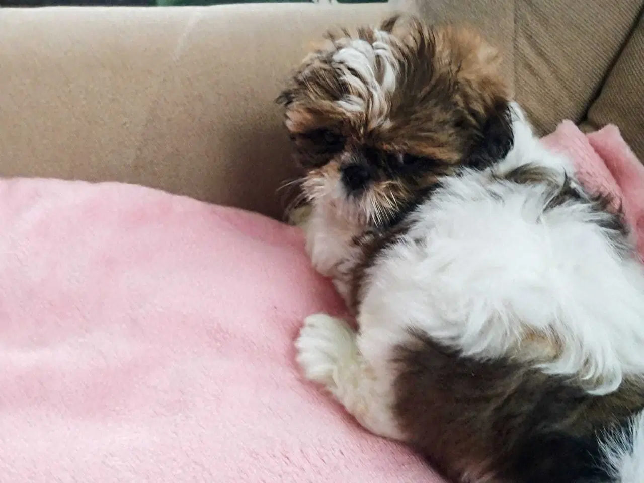 Billede 11 - Tu vidunderlige Shih Tzu