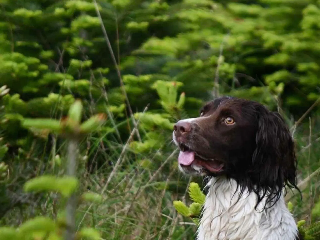 Billede 6 - Ft springer spaniels hvalpe med stamtavle 