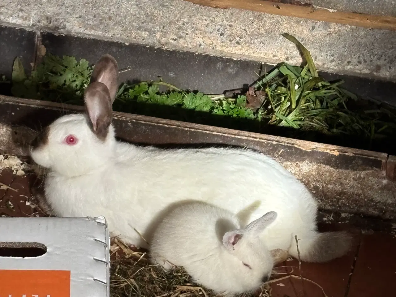 Billede 3 - California white hun kanin
