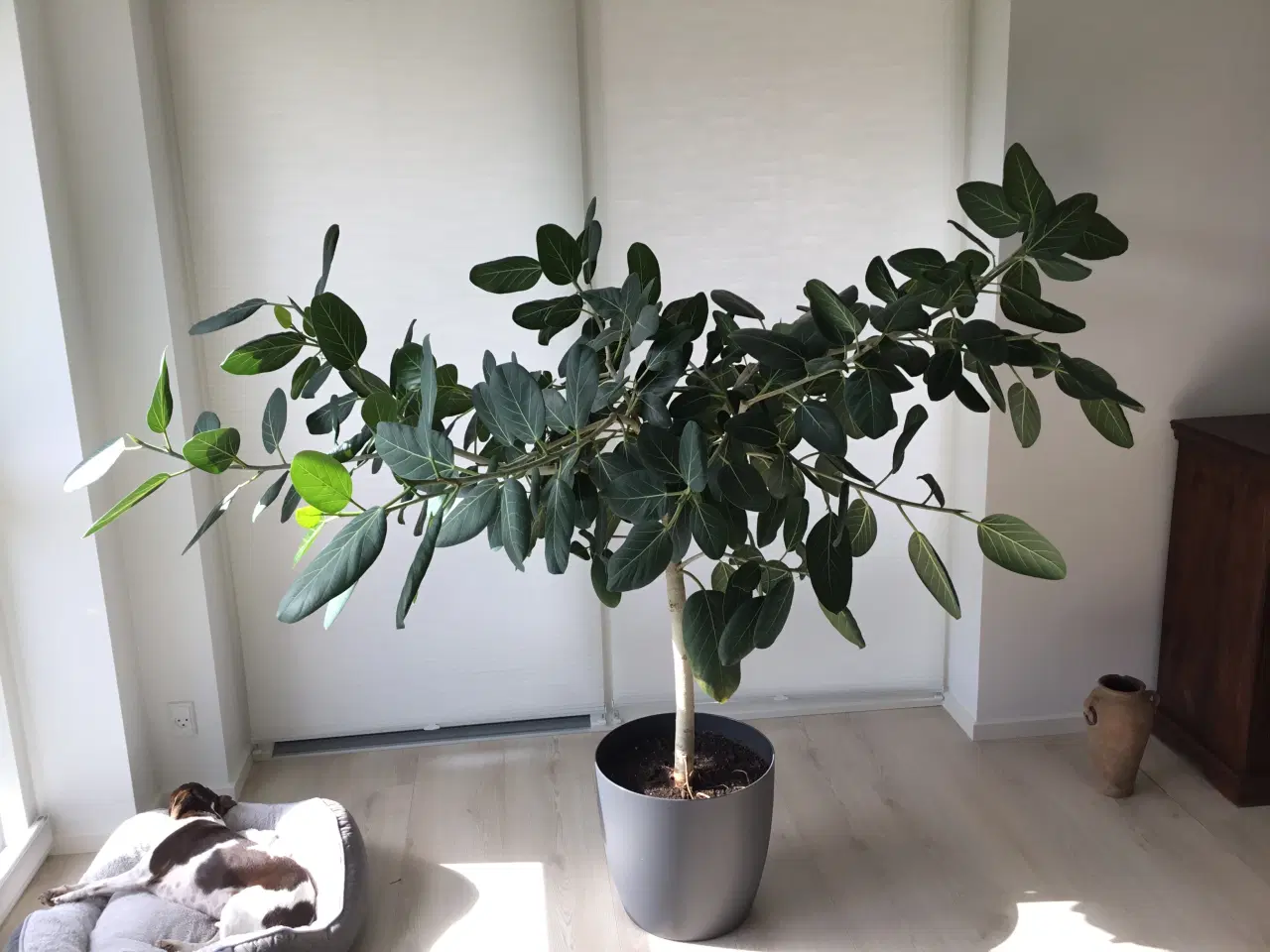 Billede 2 - Ficus benghalensis