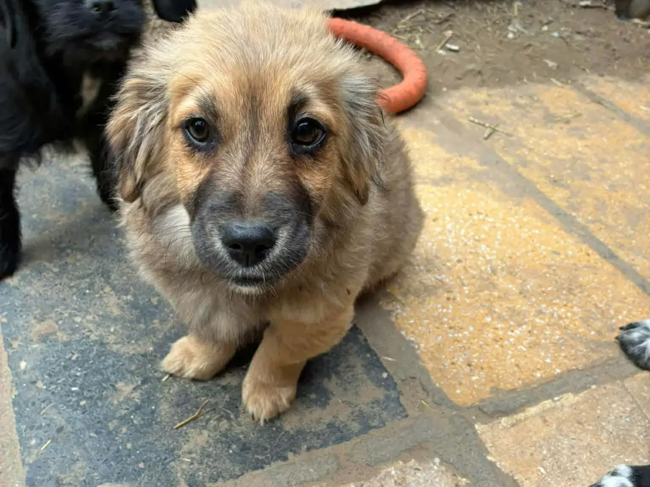 Billede 3 - Hvalpen Pjuske søger en kærlig familie