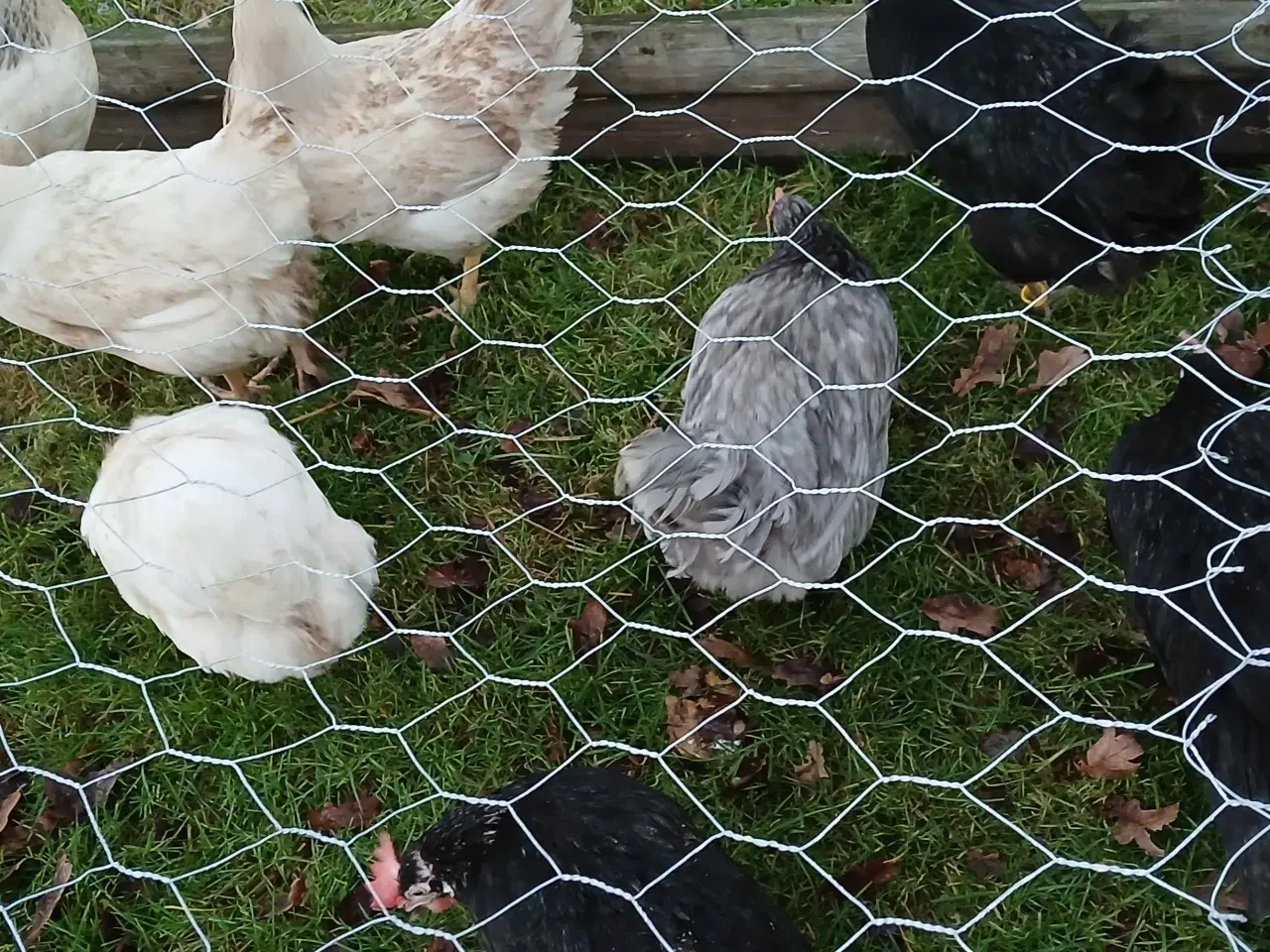 Billede 3 - Kyllinghøns til salg 