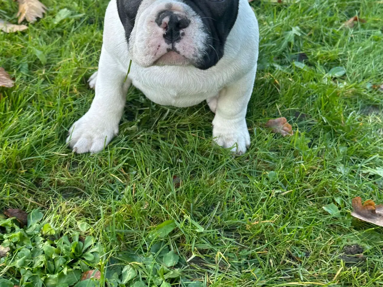 Billede 8 - Fransk bulldog / Brindle November!