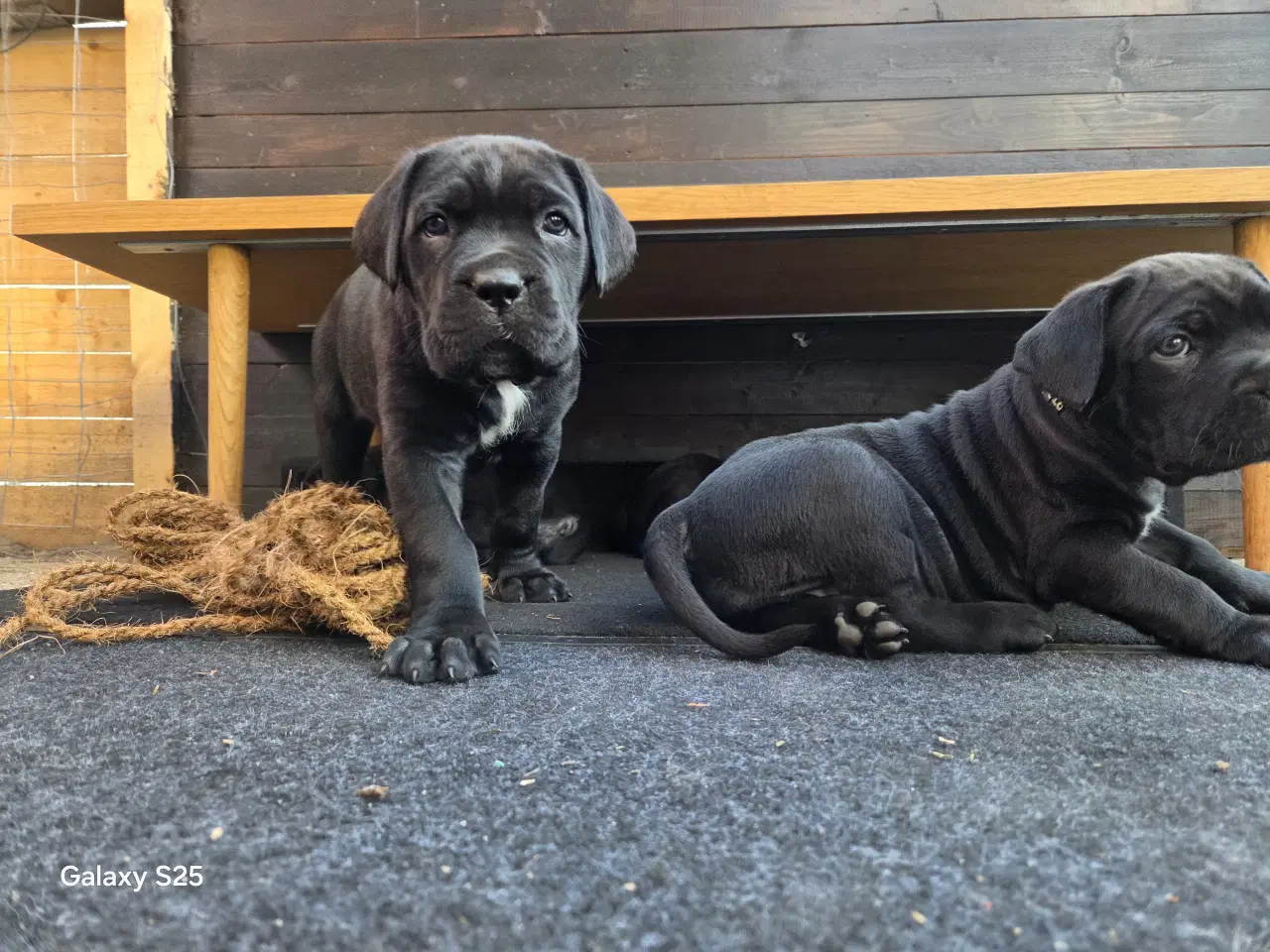 Billede 7 - CaneCorso hvalpe