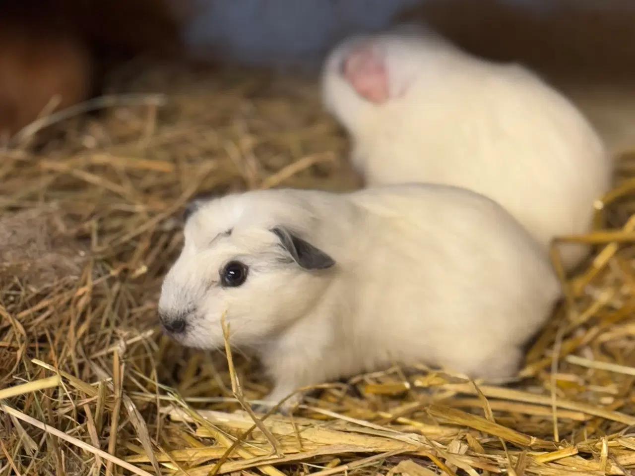 Billede 7 - California Marsvin 