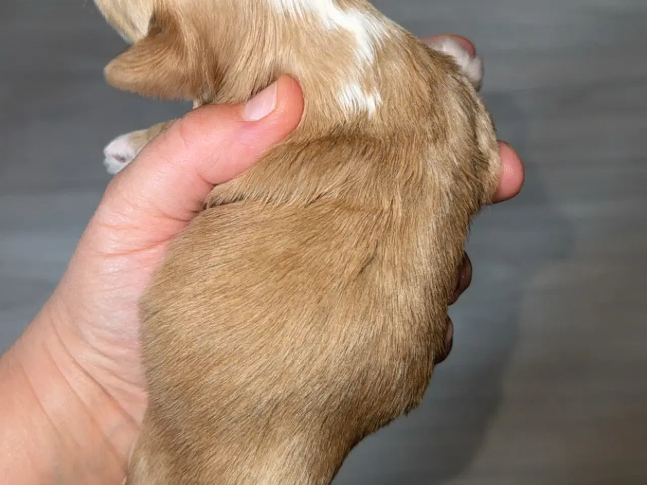 Billede 11 - Dejlige familiehund.