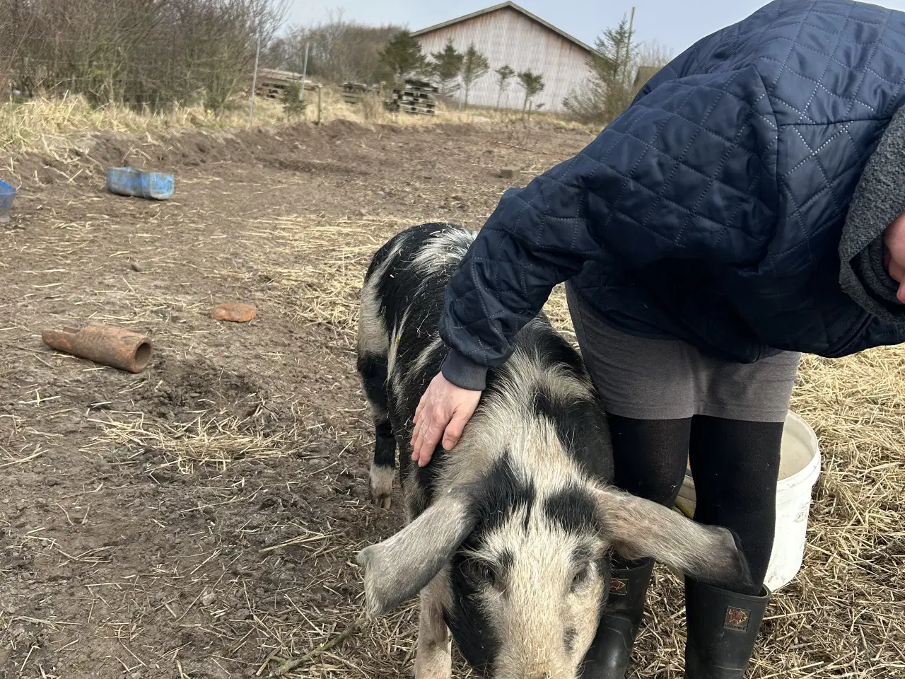Billede 4 - Sort broget dansk landrace