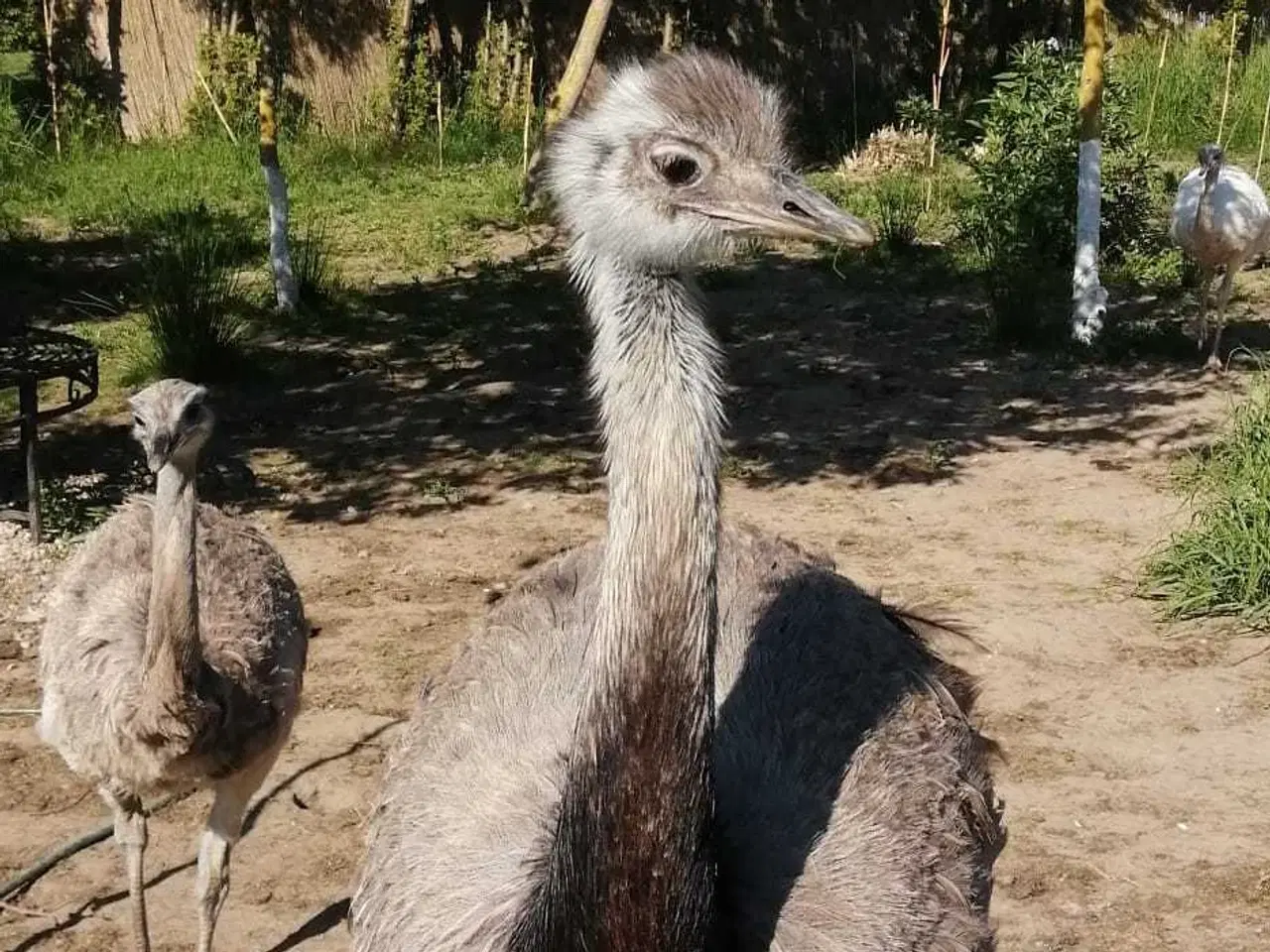 Billede 3 - Nandu æg (spisning, deko osv) 