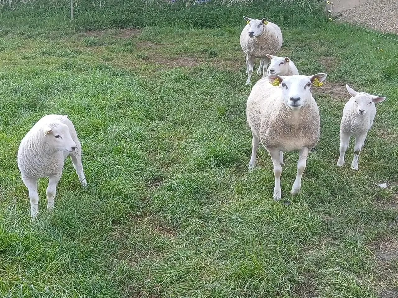 Billede 2 - Får med lam.