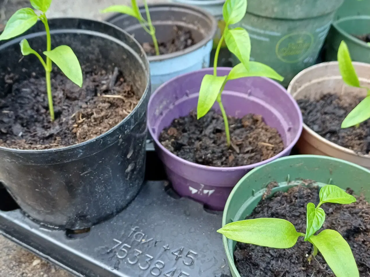 Billede 5 - Tomatplanter 7 sorter, peberfrugtplanter og vinter