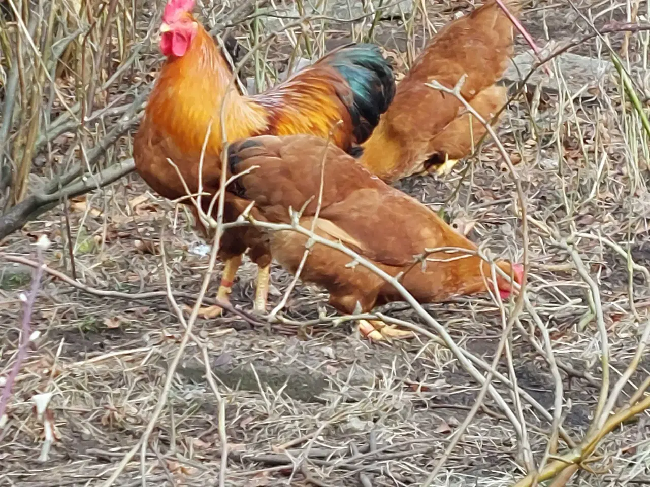 Billede 2 - Rugeæg fra min regnbuehønsegård