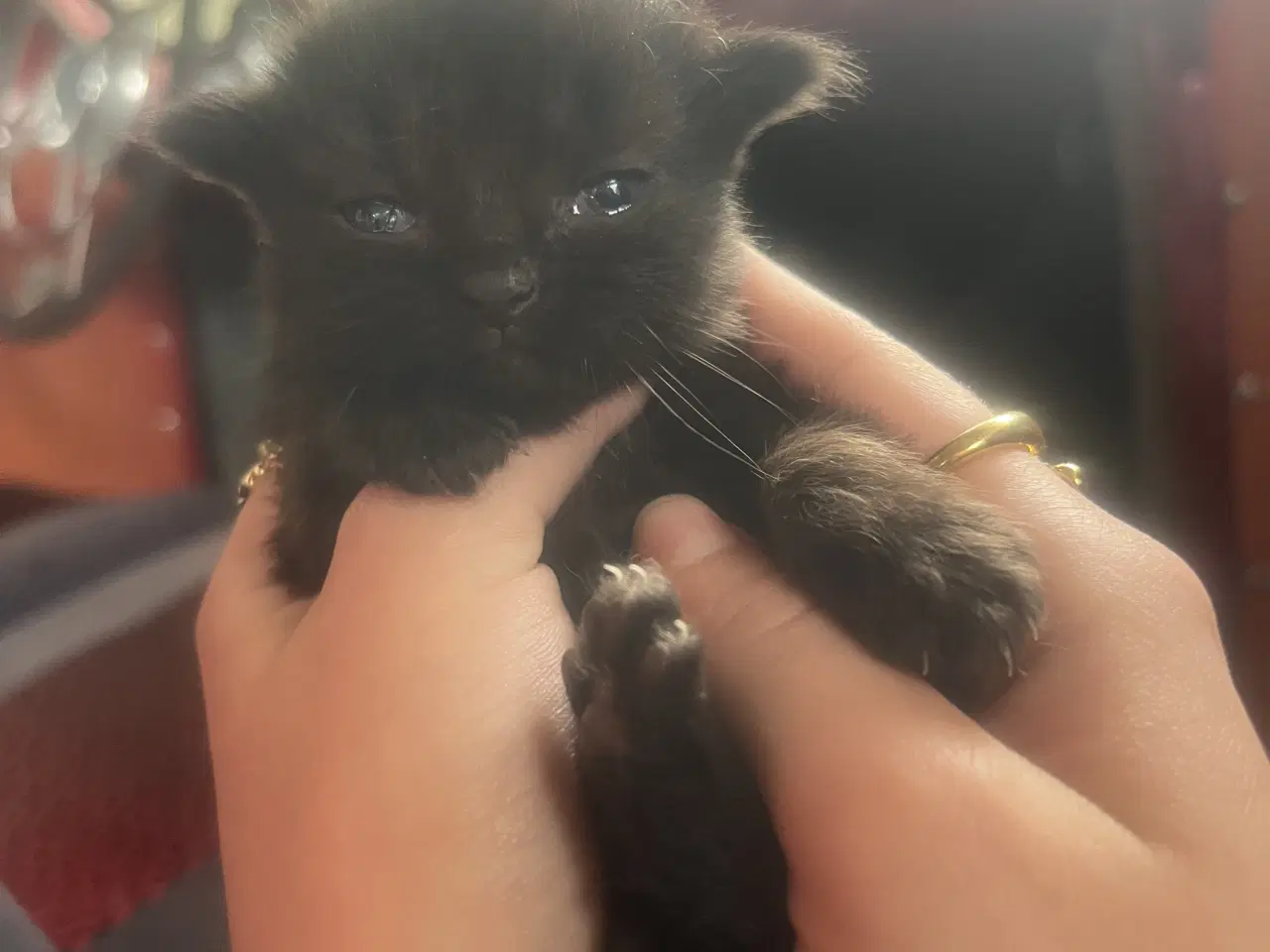 Billede 2 - 2hun katte