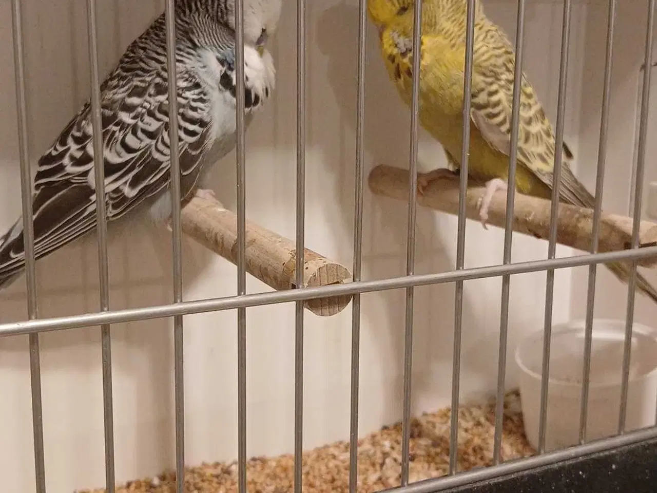 Billede 7 - 1 par Engelske undulater