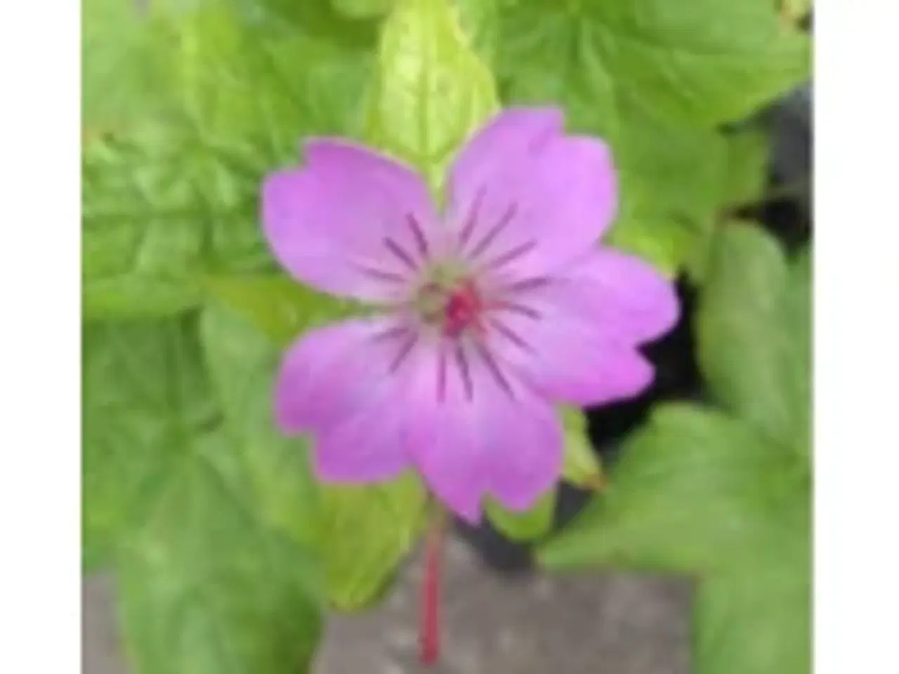 Billede 1 - Geranium/Storkenæb