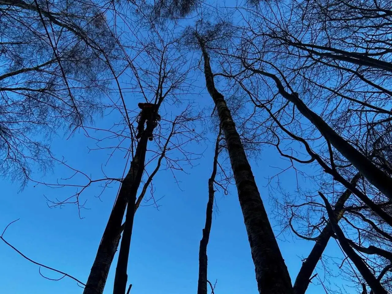 Billede 2 - Træfældning 
