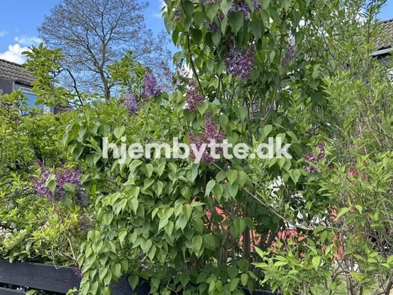 Billede 6 - Hjembytte - Højsletten