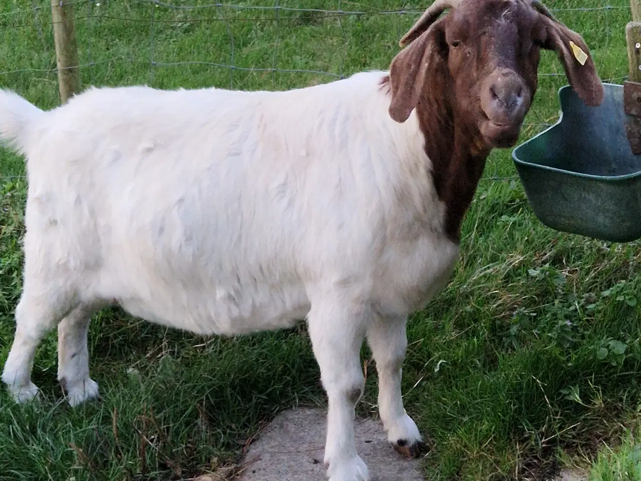 Billede 2 - Boer ged - gratis