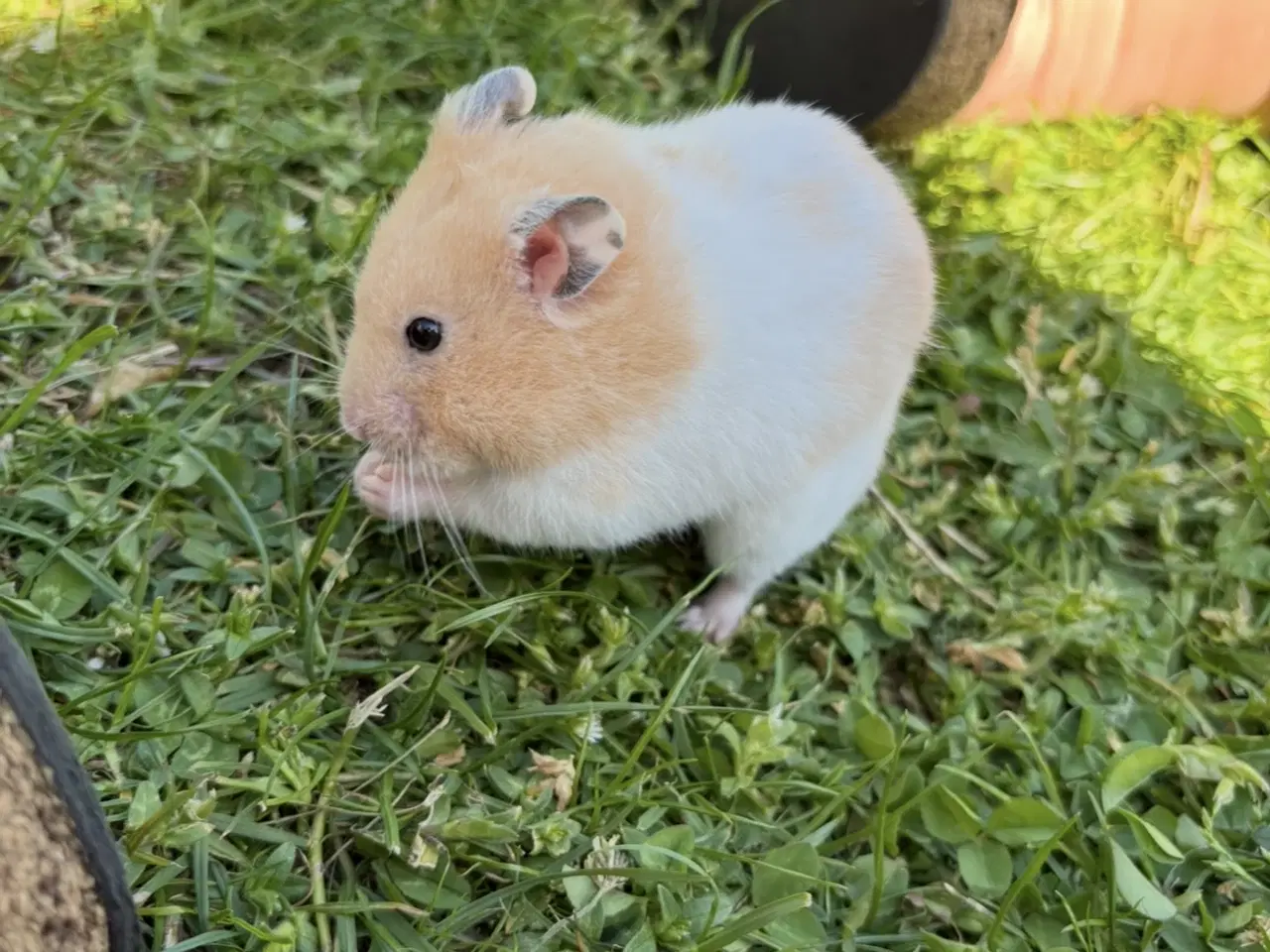 Billede 2 - Hamster 