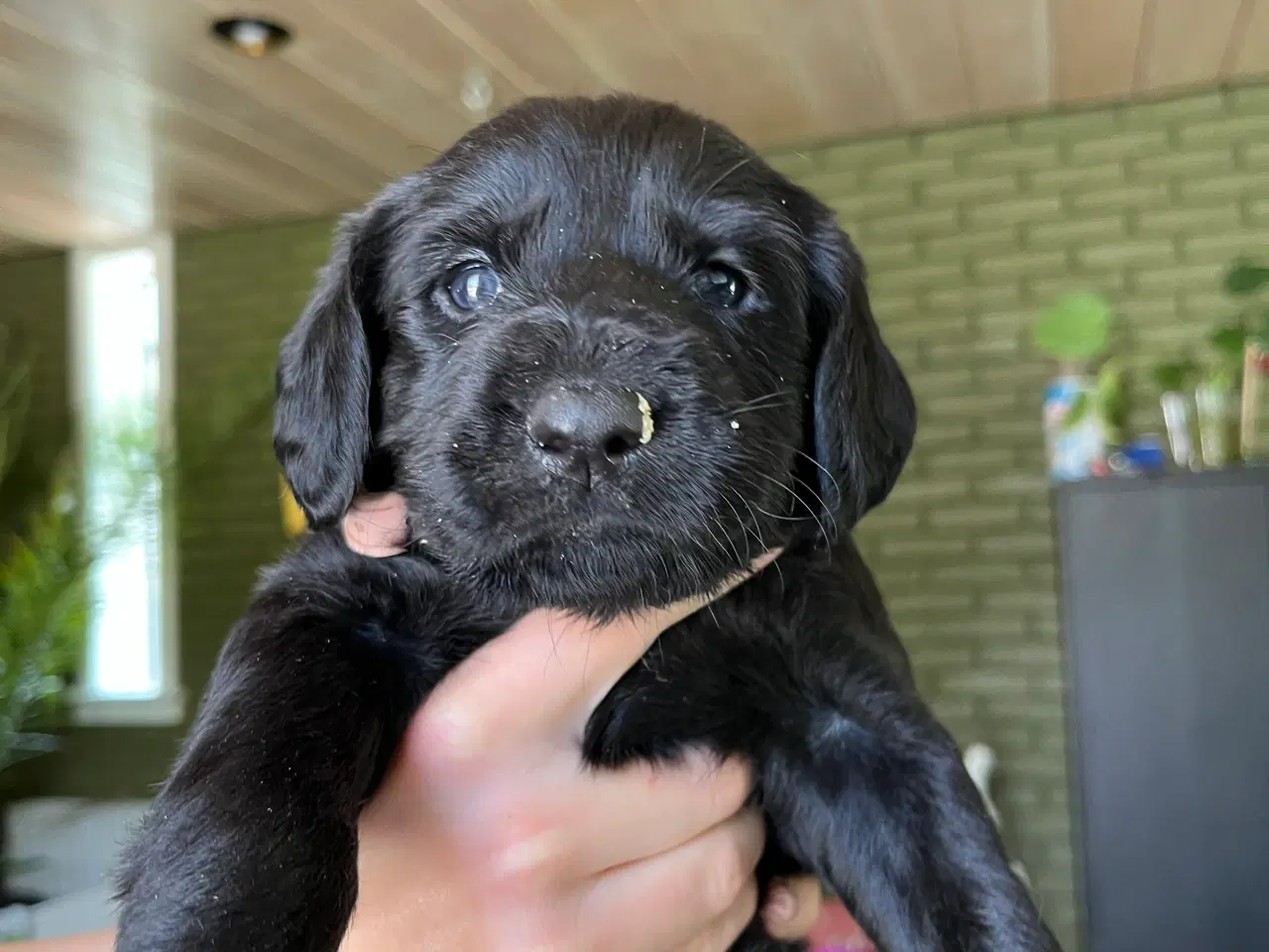 Billede 4 - Labradoodles 
