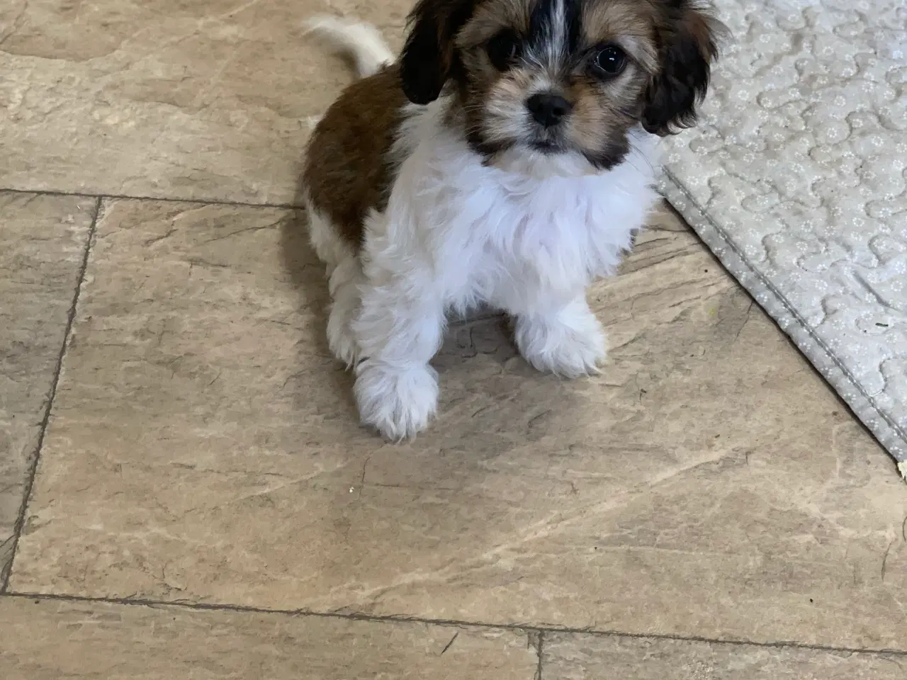 Billede 12 - Bichon / cavalier babyer 