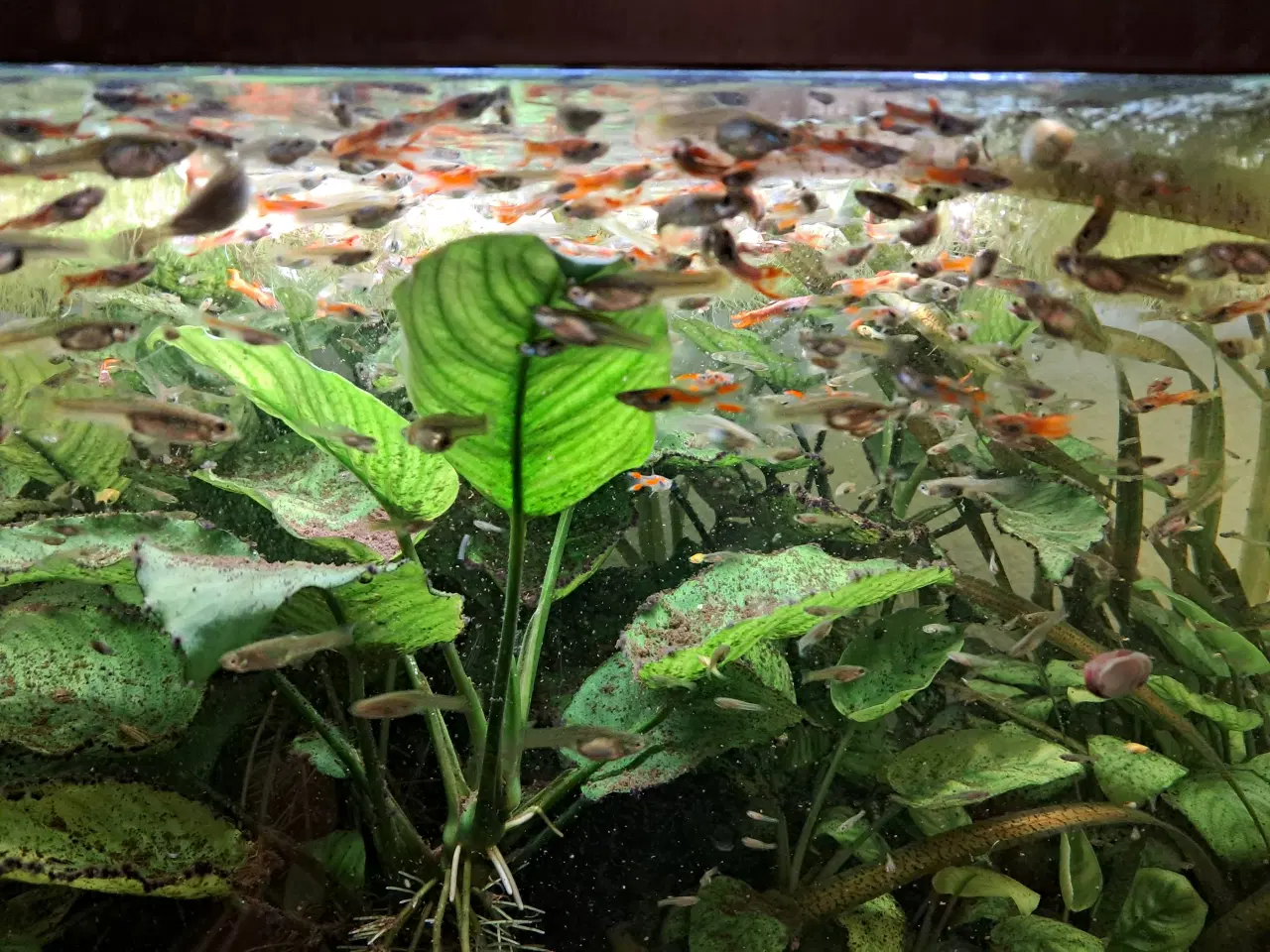 Billede 3 - Mix endler guppy super fin 