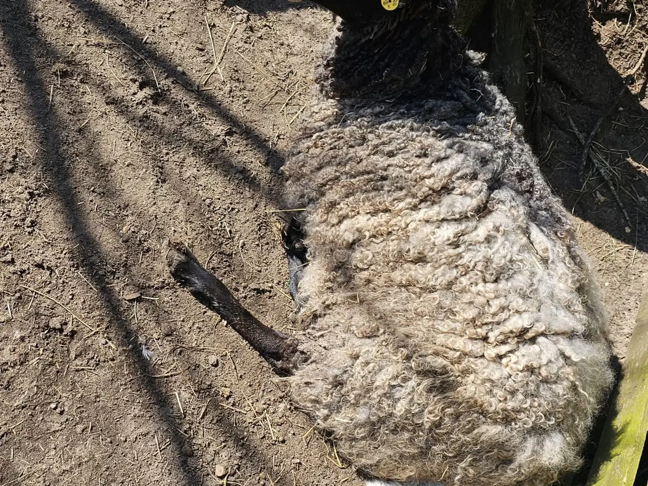 Billede 2 - Gotlænder med 2 lam sælges